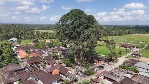Bayan Ancient Tree with traditional houses, rice field and palms. Bali Stock Footage 284789735