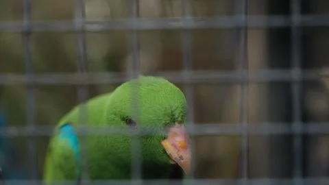 Bayan birds  eclectus roratus  moluccan eclectus green parrot close up in Stock Footage 244477974