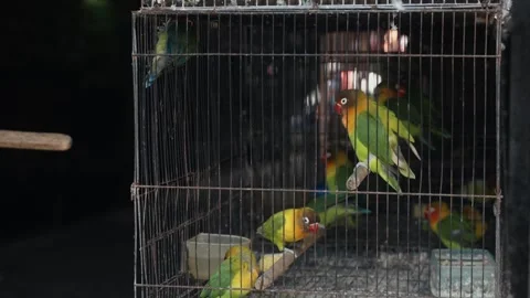 Bayan birds  eclectus roratus  moluccan eclectus green parrot close up in Stock Footage 244478093