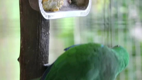 Bayan Birds, which has the scientific name Eclectus roratus or also known a.. Stock Footage 246348124