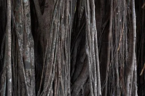 Bayan tree aerial roots Stockfoto's