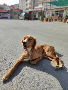 Bayb Dog Foto stock