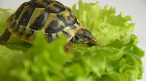 Bayb land turtle crawl on the sheet of salad Stock Footage 68907112