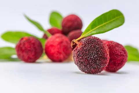 Bayberry Stock Photos