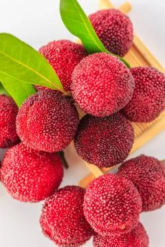 Bayberry Stock Photos