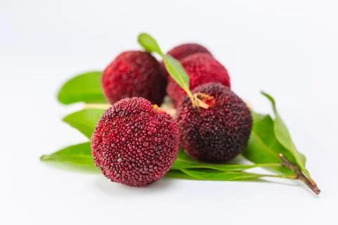 Bayberry Stock Photos