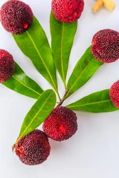 Bayberry Stock Photos