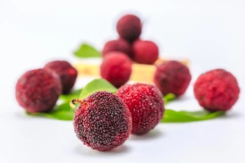 Bayberry Stock Photos