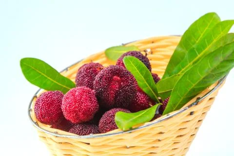 Bayberry Stock Photos