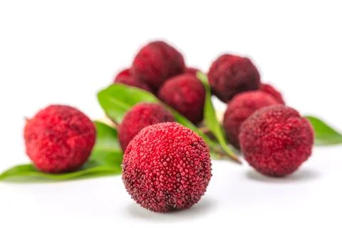 Bayberry Фото