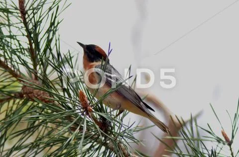 Baybreasted Stock Photos