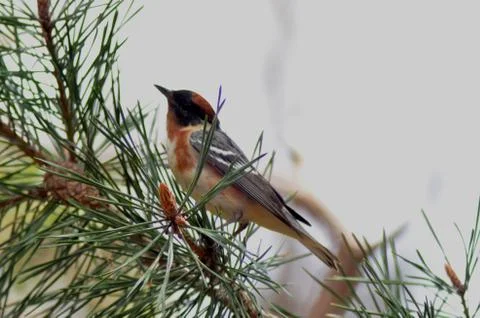Baybreasted Stock Photos