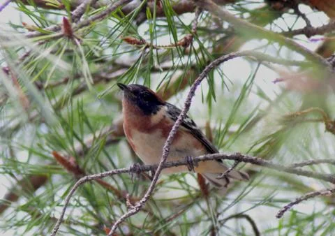 Baybreasted2 Stock Photos