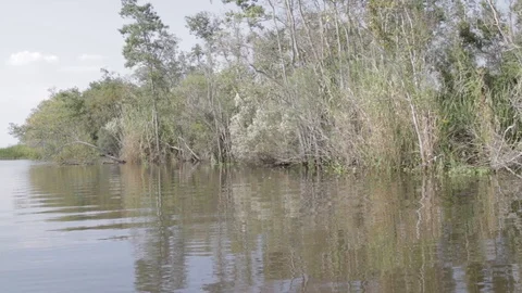 Bayou 1 Video stock 88231300