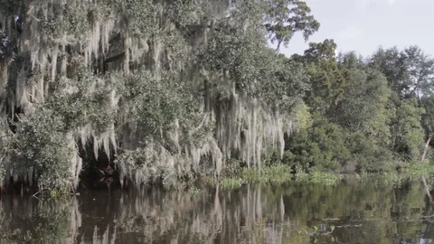 Bayou 2 Video stock 88231297