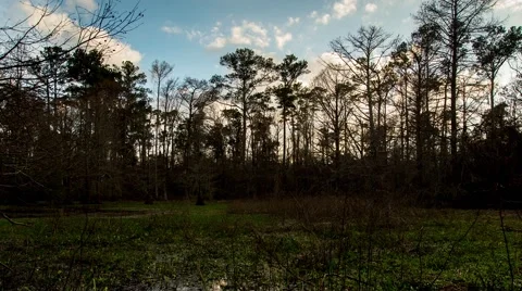 Bayou Castine 库存影片 60600342