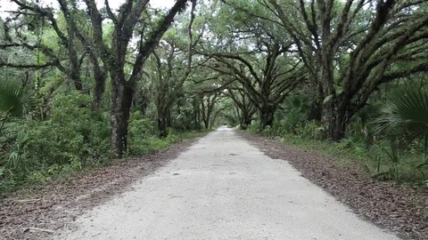 Bayou Dirt Road Видео 80008053