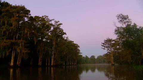 Bayou Scene 스톡 동영상 80441577