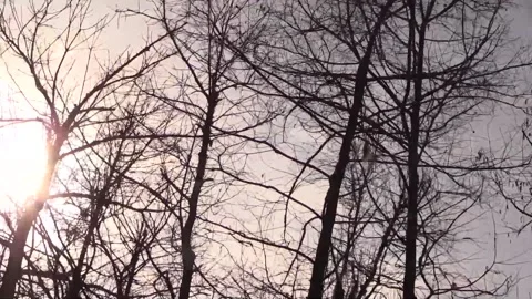 Bayou sun tracking tree line Stock Footage 156213498