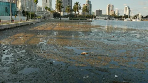 BayTrashPanP1010080 Stock Footage 289160695