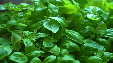 Bazels in flower pot Stock Footage 131432602