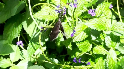 Bb 스톡 동영상 504406