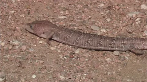 Bb lizzard Stock Footage 22635332