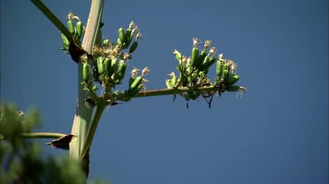 Bb plant Stock Footage 22635355