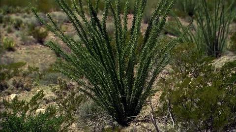 Bb plant2 Stock Footage 22635366