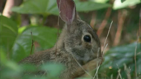 Bb rabbit Stock Footage 22635382