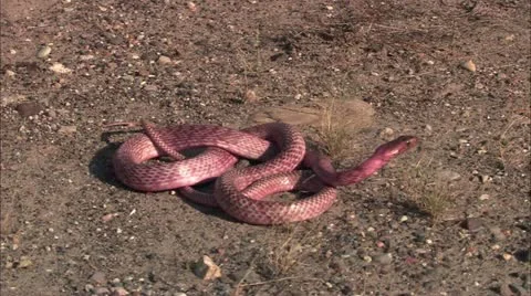 B Bb B Stock Videos Royalty Free HD 4K Videos