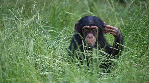 Bbabychimp5sek Stock Footage 501840