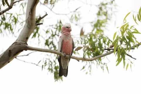Bbay Galah Stock Photos