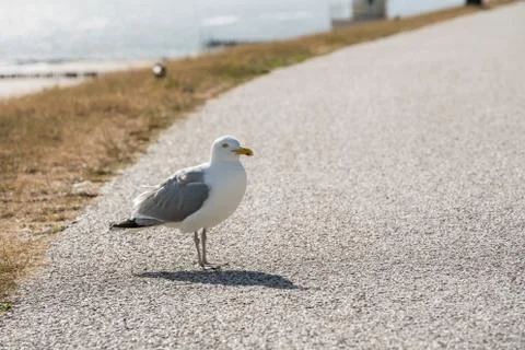 An Bbeautiful seabird Stock Photos