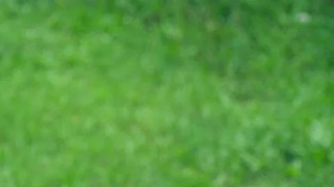 BBQ grill of meat 4K Stock Footage 49920481