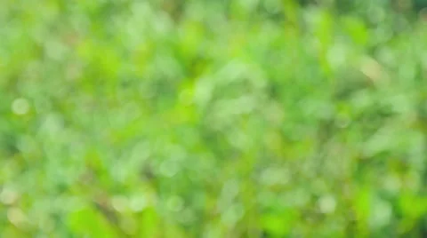 BBQ grill of meat 4K Stock Footage 49920523