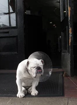 Bbulldog Wait Stock Photos