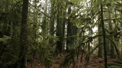 BC Canada forest. North Vancouver. Stock Footage 34353082