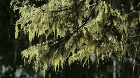 B.C. Canada thawing snow on late winters day 스톡 동영상 21783397