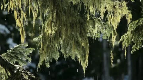 B.C. Canada thawing snow on late winters day 스톡 동영상 21783500