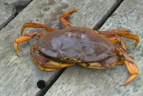 BC crab 01 Stock Footage 508882