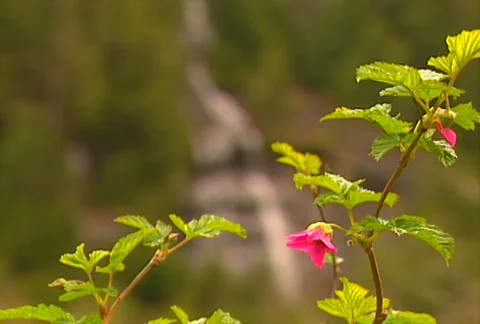BC waterfall 01 Stock Footage 509066