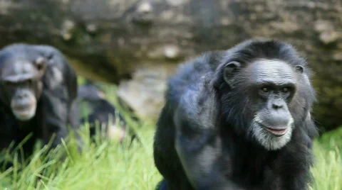 BchimpMVI 9487 Vídeos de archivo 501825