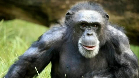 BchimpMVI 9508 Vídeos de archivo 500643