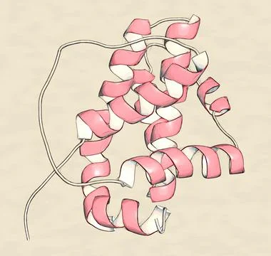 BCL-2 protein, 3D rendering. Prevents apoptosis (cell death) and Stock Illustration