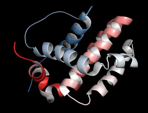 BCL-2 protein, 3D rendering. Prevents apoptosis (cell death) and Stock Illustration