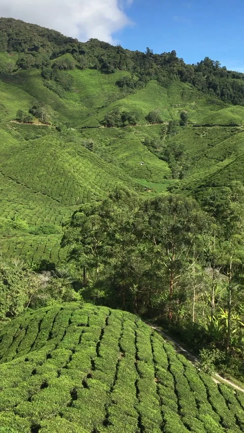 BD TEA FIELDS MALAYSIA Stock Footage 319856412
