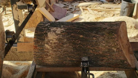 Be amazed by the precision and skill of sawmill workers as they turn raw wood Stock Footage 235536234