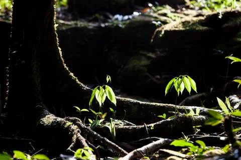 Be in a bud Stock Photos