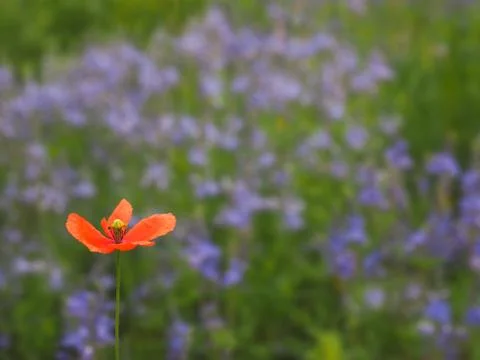 Be different, natural background Stock Photos